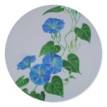 Blue Bindweed