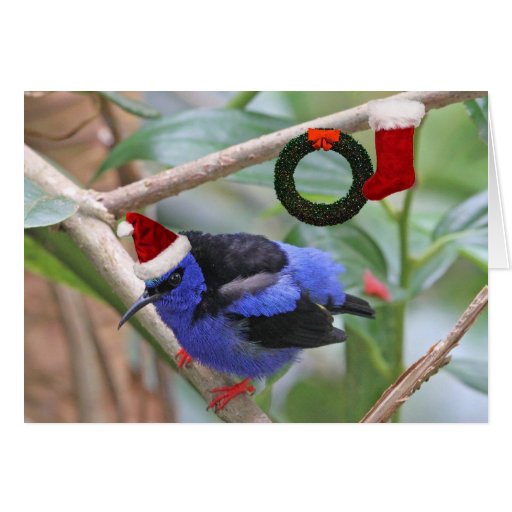 blue bird christmas cards zazzle co uk blue bird christmas cards zazzle co uk