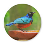 Blue Bird Magnet