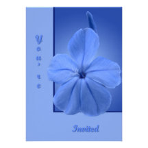 Blue Blossom Announcement