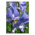 Blue Blue Iris-Birthday Card
