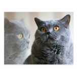Blue British Shorthair with gold eyes Postcard