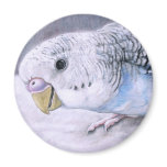 "Blue Budgie" Bird Art Magnet