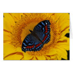 Blue butterfly and the sunflower greeting card