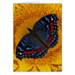 Blue butterfly and the sunflower greeting cards
