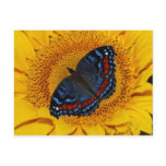 Blue butterfly and the sunflower post card
