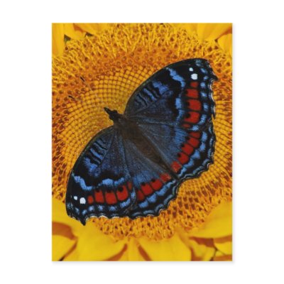 Blue butterfly and the sunflower post cards by TheScenicRoute