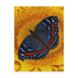 Blue butterfly and the sunflower postcards