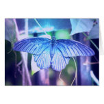 Blue Butterfly Card