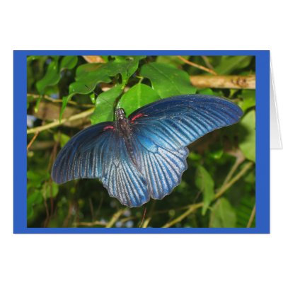 Blue Butterfly Card by dlgray