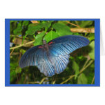 Blue Butterfly Card