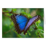 Blue Butterfly Card