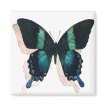 "Blue Butterfly" Insect Watercolor Art magnets