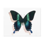 "Blue Butterfly" Insect Watercolor Art Post Card