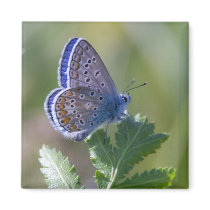 blue butterfly refrigerator magnet