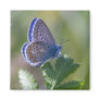 blue butterfly refrigerator magnet