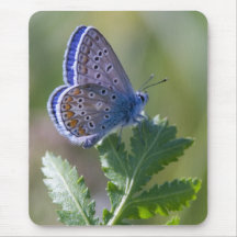 blue butterfly mouse mats
