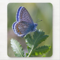 blue butterfly mouse mats