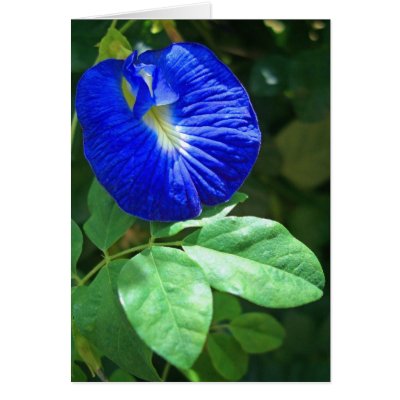 Blue Butterfly Pea Blossom Greeting Card by joeyartist