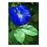 Blue Butterfly Pea Blossom cards