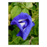 Blue Butterfly Pea Vine Card