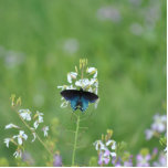 Blue Butterfly Photo Sculpture