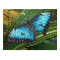 Blue Butterfly postcards