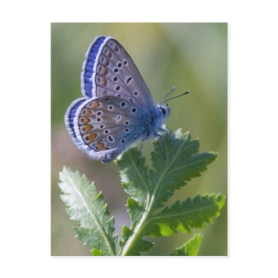 blue butterfly postcard by VioDePhoto