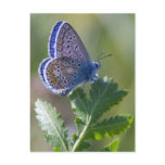 blue butterfly postcard