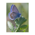 blue butterfly postcards