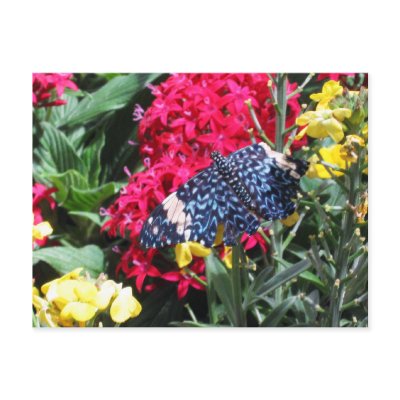 Blue Butterfly Postcard Colourful Flowers by Nishna