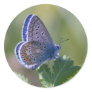 blue butterfly stickers