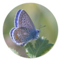 blue butterfly stickers