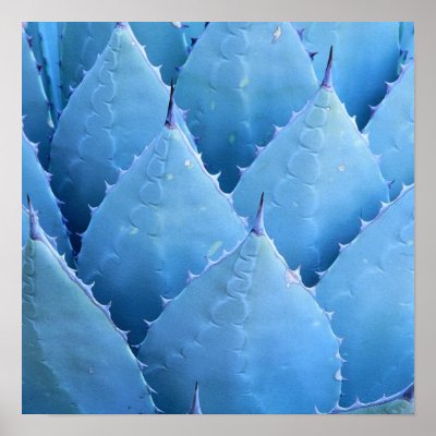 Blue Cactus by Suzettas