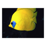 Blue cheed (masked) butterfly fish, Red Sea, Egypt Custom Invite