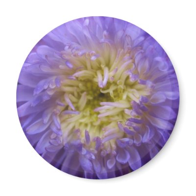 Blue China Aster Magnet by ColorsofNature