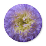 Blue China Aster Magnet