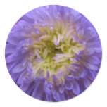 Blue China Aster Sticker