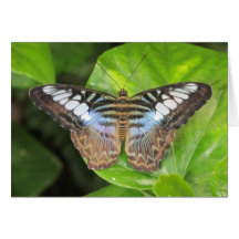 Blue Clipper Butterfly Notecard