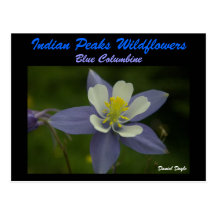 Blue Coloumbine Post Card