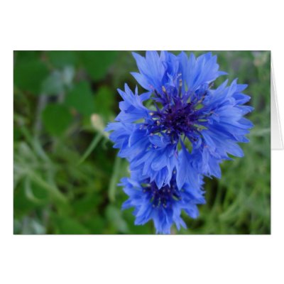 Blue Cornflower Card by Country1969