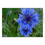 Blue Cornflower Card