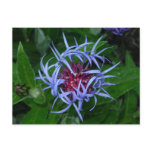 Blue Cornflower Post Card