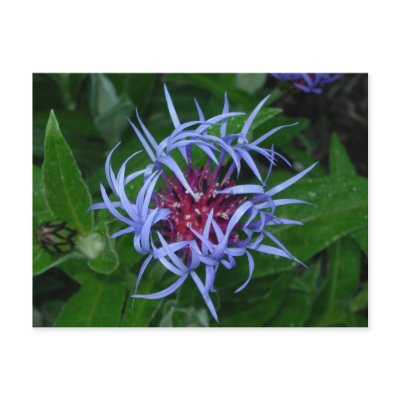 Blue Cornflower Post Card by bkang22