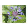 Blue Cornflower Postcard