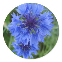 Blue Cornflower Sticker