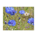 Blue Cornflowers Postcards