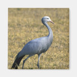 Blue Crane Magnet