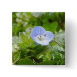 Blue Creeping Speedwell Blooms