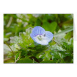 Blue Creeping Speedwell Blooms Greeting Card